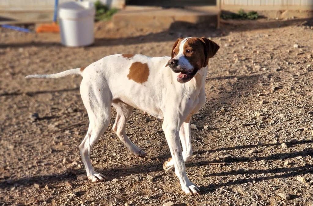 May, female Pointer for adoption at Tierheimhelden — photo 2 of 7