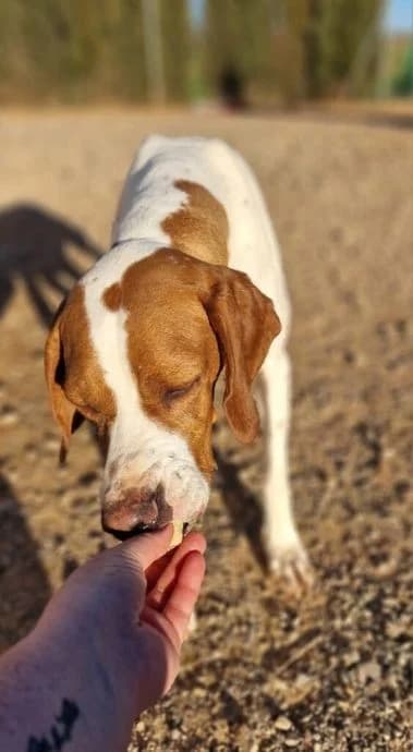 May, female Pointer for adoption at Tierheimhelden — photo 3 of 7