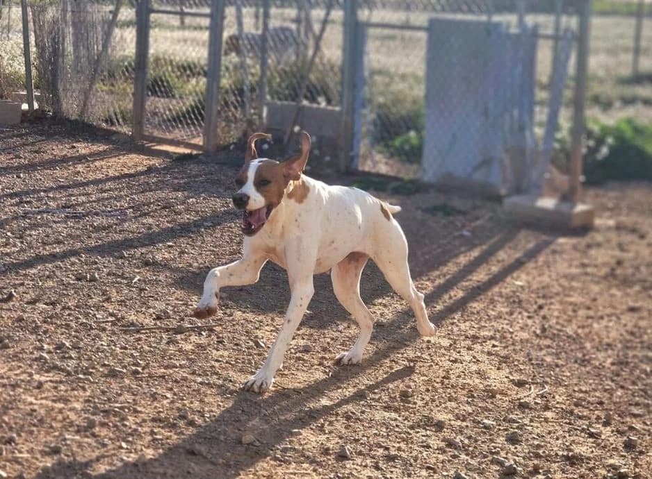 May, female Pointer for adoption at Tierheimhelden — photo 5 of 7