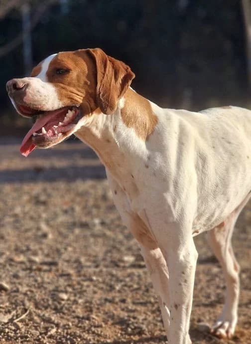 May, female Pointer for adoption at Tierheimhelden — photo 6 of 7