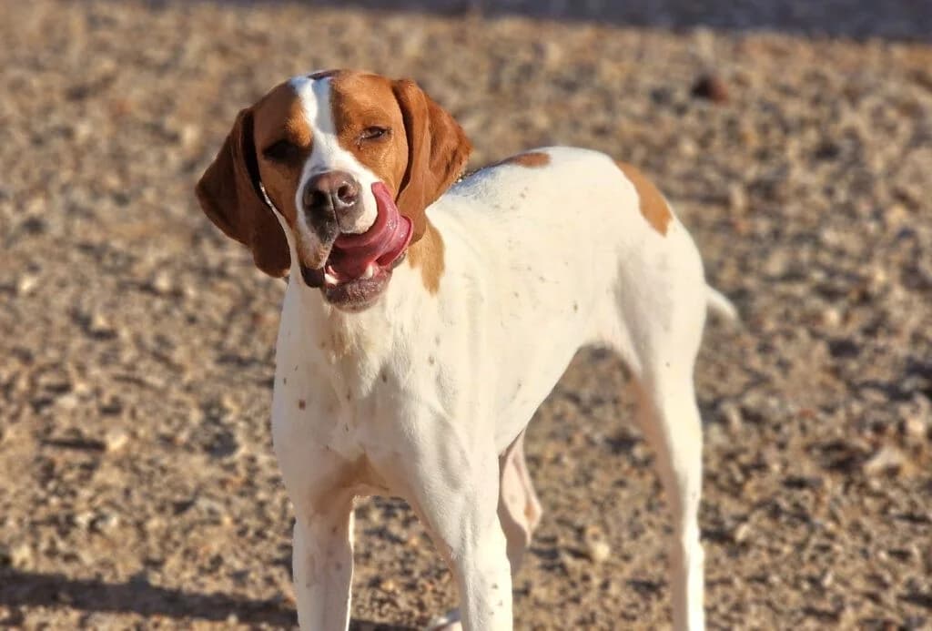 May, female Pointer for adoption at Tierheimhelden — photo 7 of 7