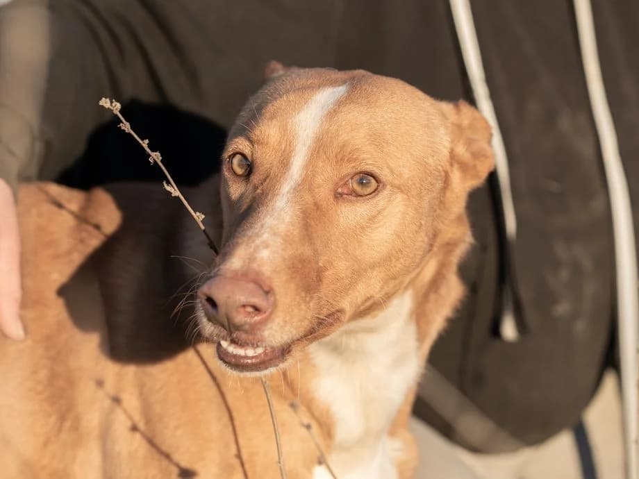 Lucky, male Podenco for adoption at Tierheimhelden
