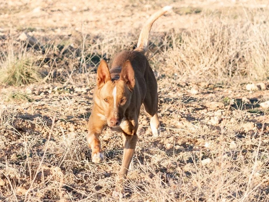 Lucky, male Podenco for adoption at Tierheimhelden — photo 2 of 5