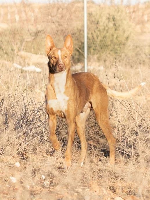 Lucky, male Podenco for adoption at Tierheimhelden — photo 4 of 5