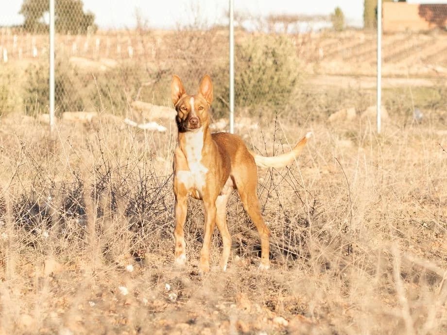 Lucky, male Podenco for adoption at Tierheimhelden — photo 5 of 5