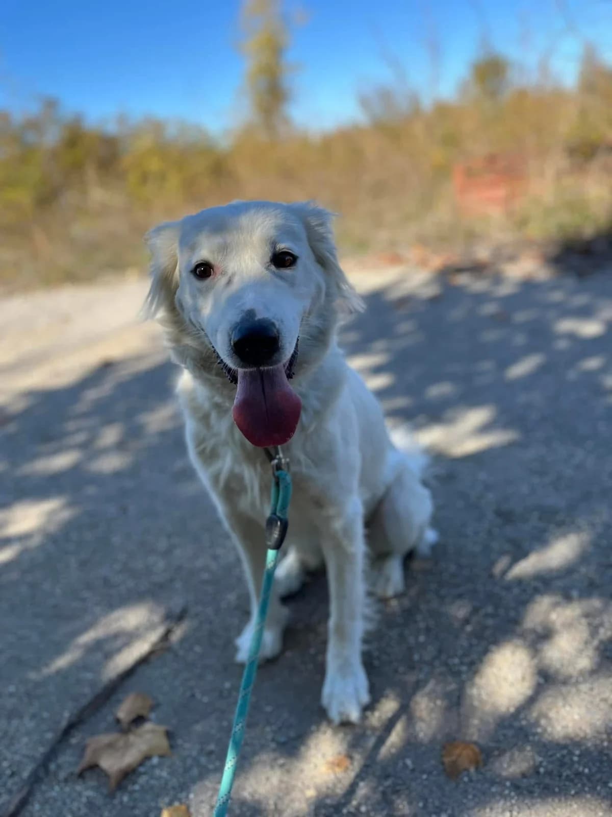 Snejanka, female Mixed Breed for adoption at Tierheimhelden — photo 2 of 7