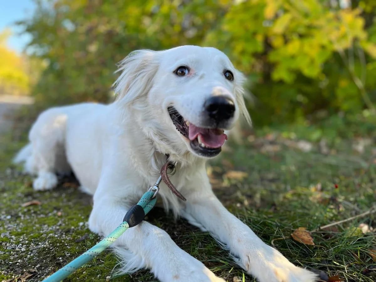 Snejanka, female Mixed Breed for adoption at Tierheimhelden — photo 3 of 7