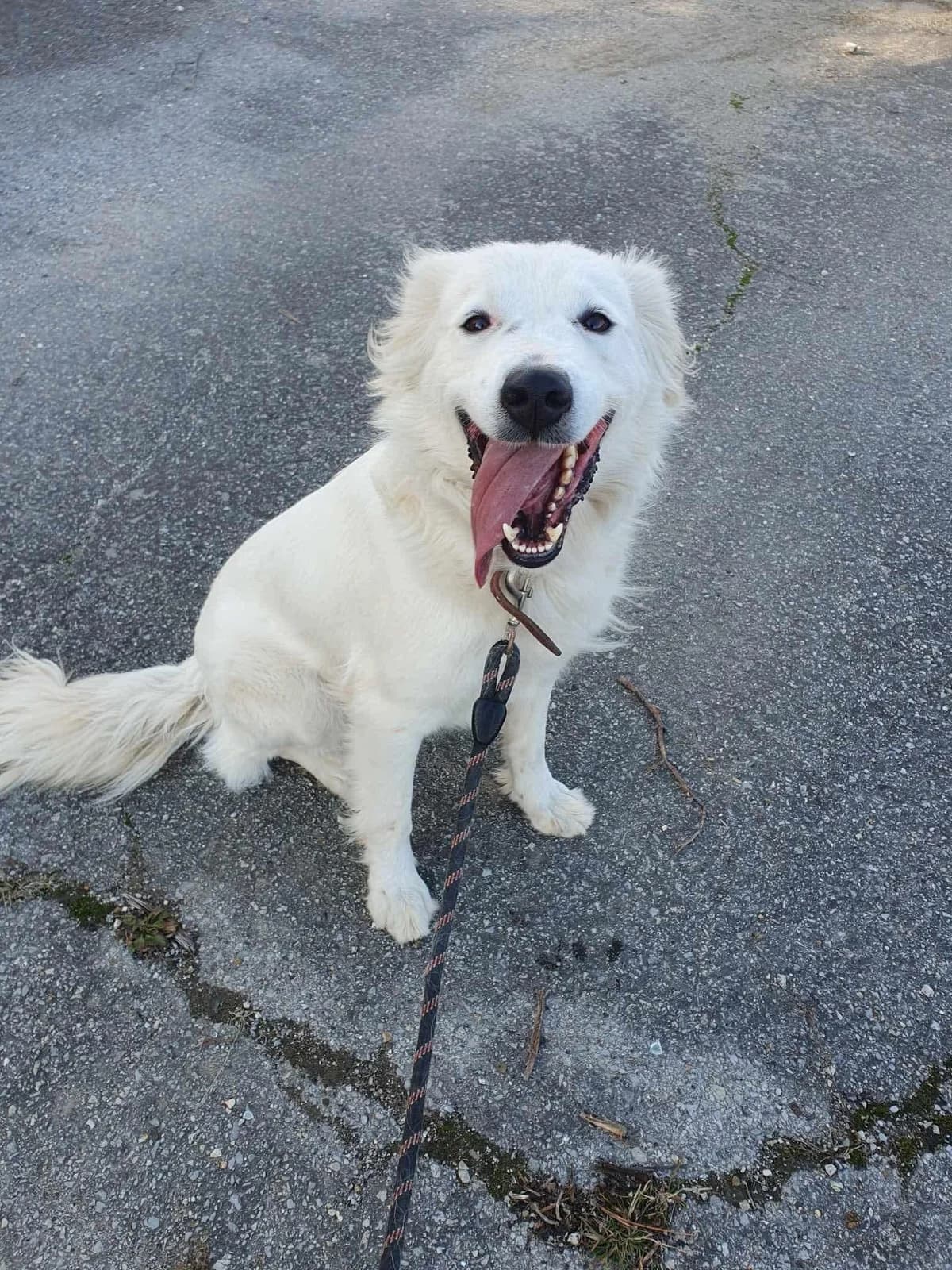 Snejanka, female Mixed Breed for adoption at Tierheimhelden — photo 4 of 7