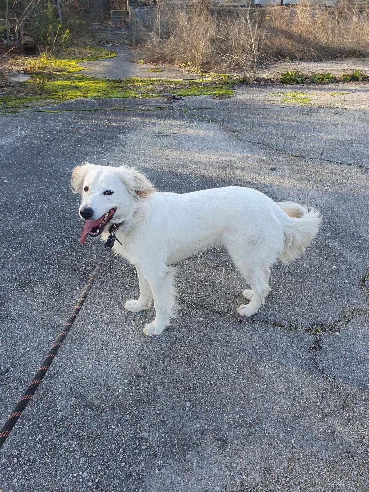 Snejanka, female Mixed Breed for adoption at Tierheimhelden — photo 5 of 7