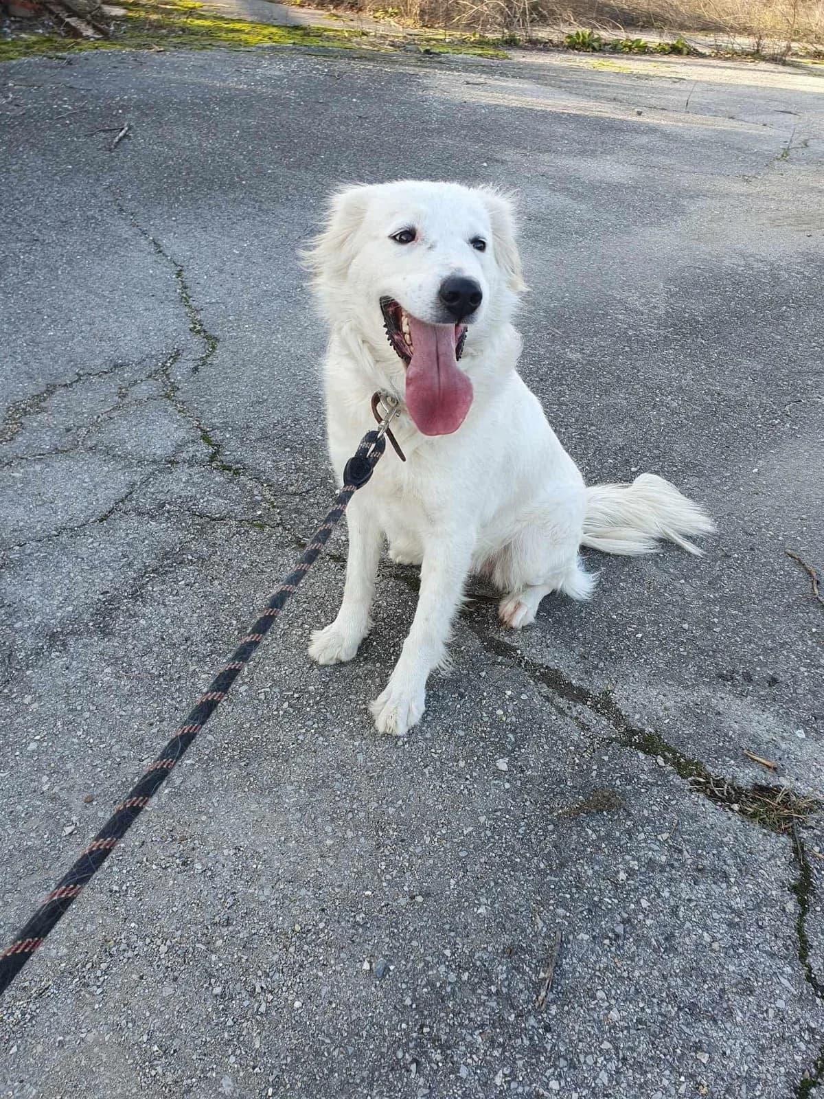 Snejanka, female Mixed Breed for adoption at Tierheimhelden — photo 6 of 7