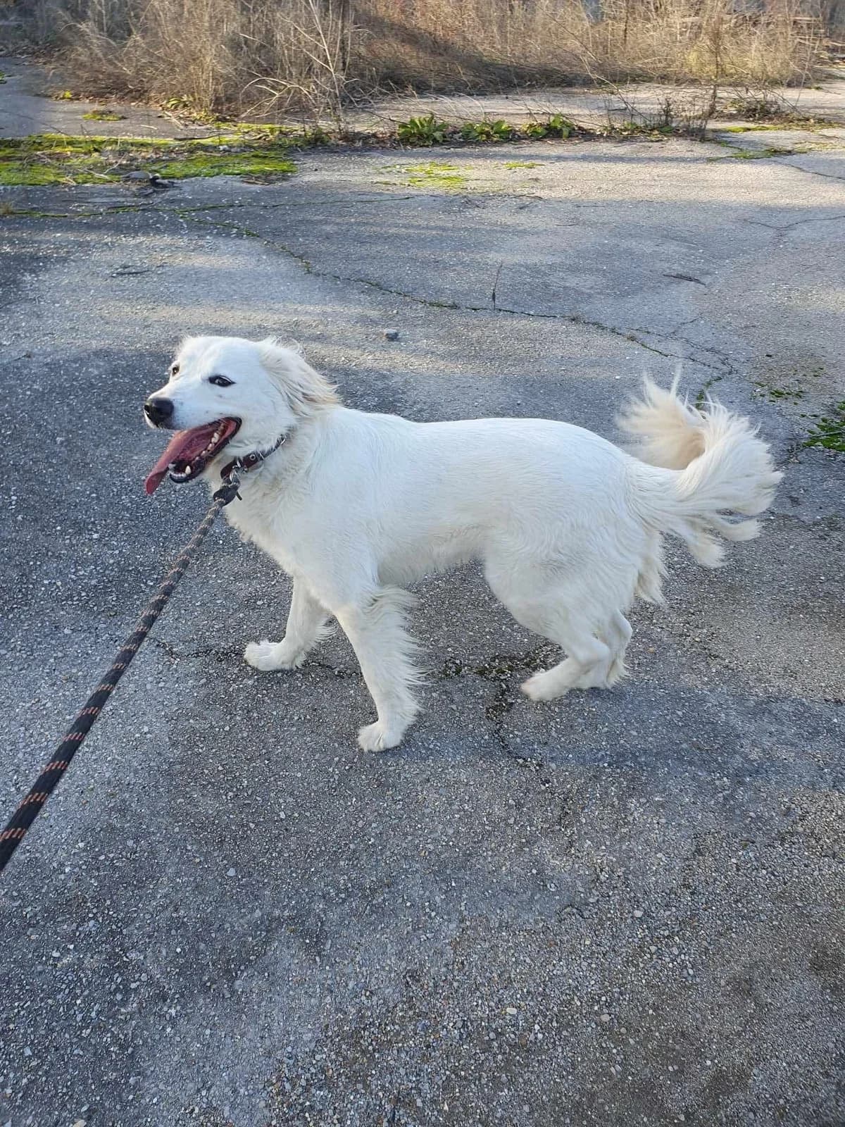 Snejanka, female Mixed Breed for adoption at Tierheimhelden — photo 7 of 7