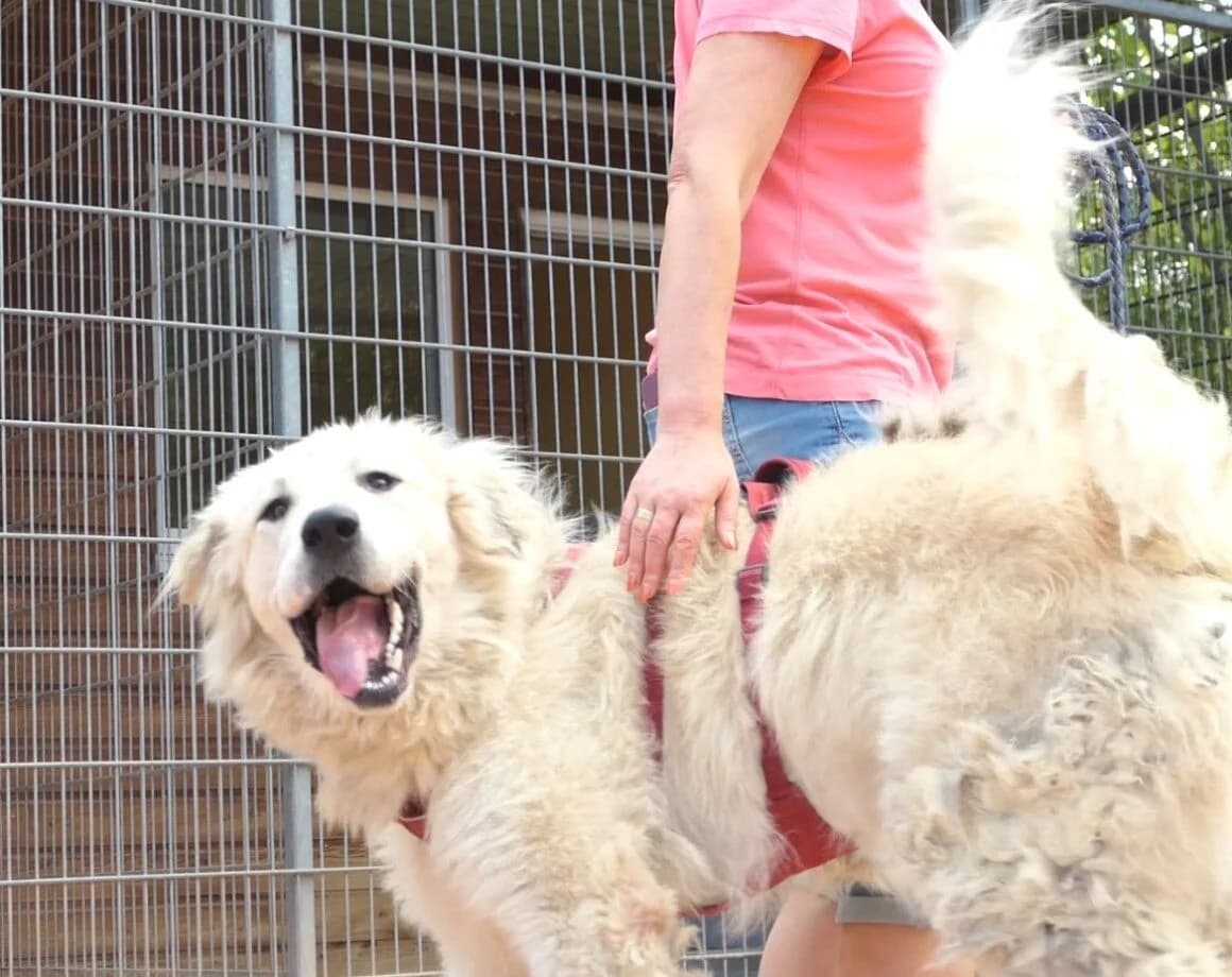 Boss(Chiumbo), male Mixed Breed for adoption at Tierheimhelden — photo 2 of 6