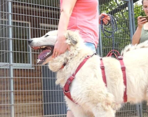 Boss(Chiumbo), male Mixed Breed for adoption at Tierheimhelden — photo 3 of 6