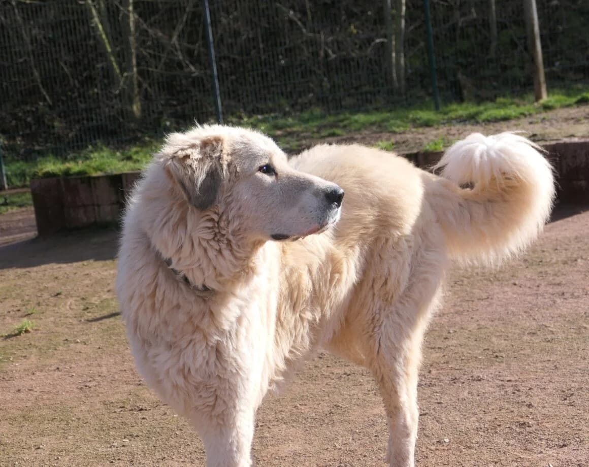 Boss(Chiumbo), male Mixed Breed for adoption at Tierheimhelden — photo 4 of 6