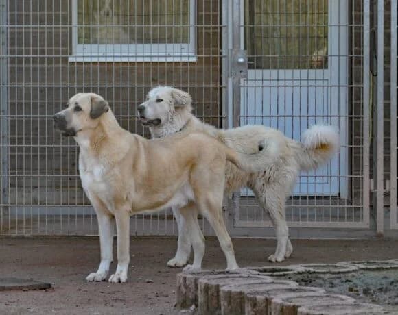 Boss(Chiumbo), male Mixed Breed for adoption at Tierheimhelden — photo 5 of 6