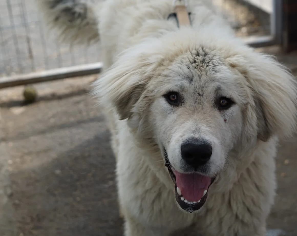 Boss(Chiumbo), male Mixed Breed for adoption at Tierheimhelden — photo 6 of 6
