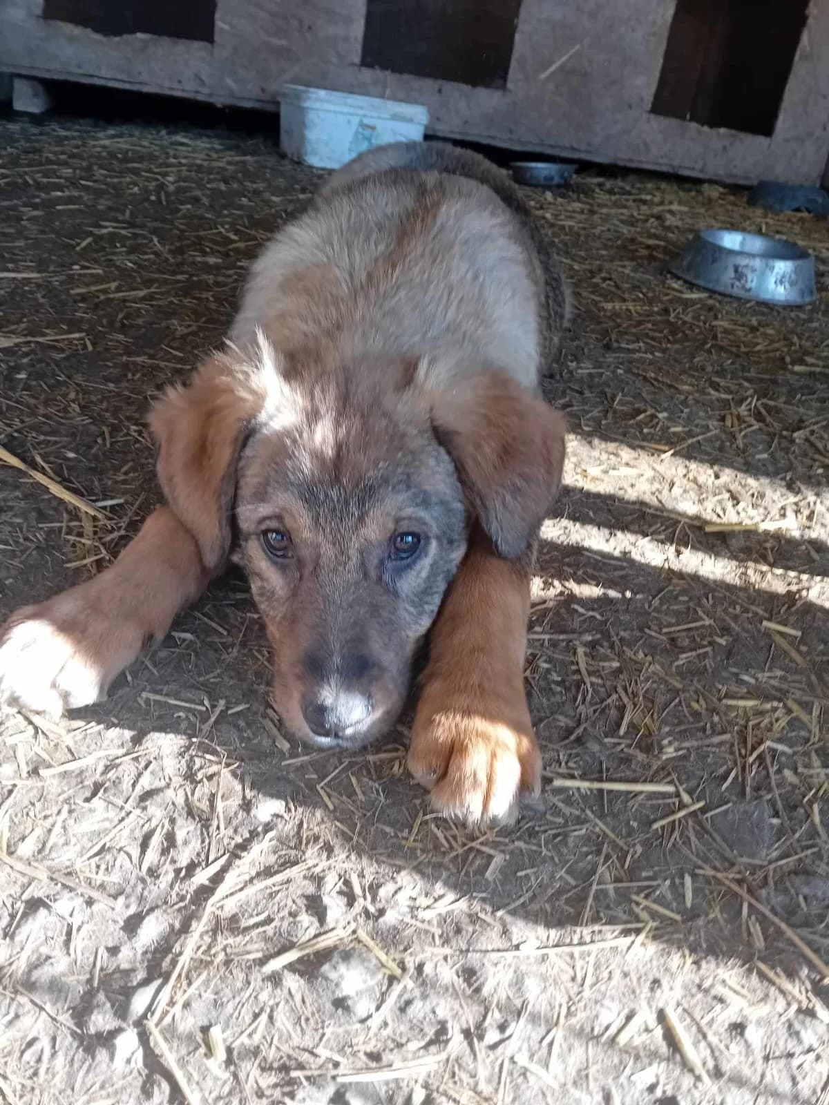 Wickie, male Mixed Breed for adoption at Tierheimhelden