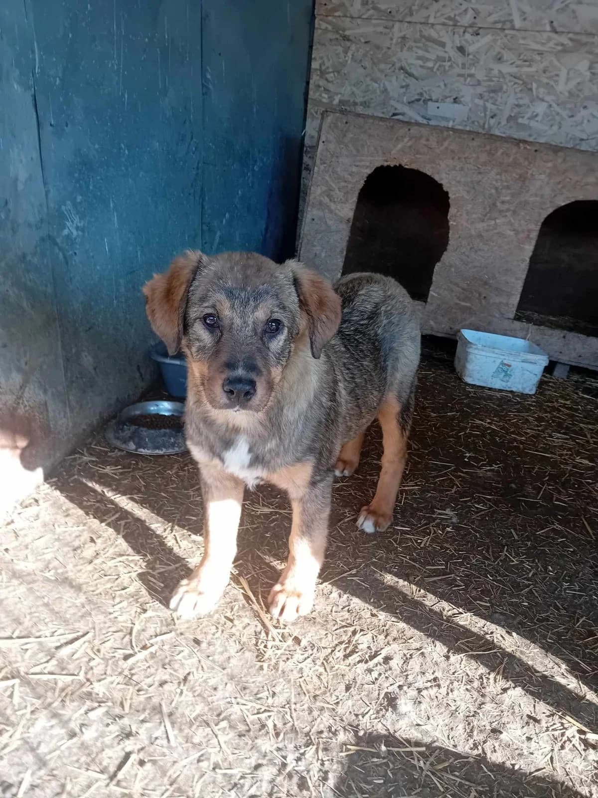 Wickie, male Mixed Breed for adoption at Tierheimhelden — photo 2 of 7