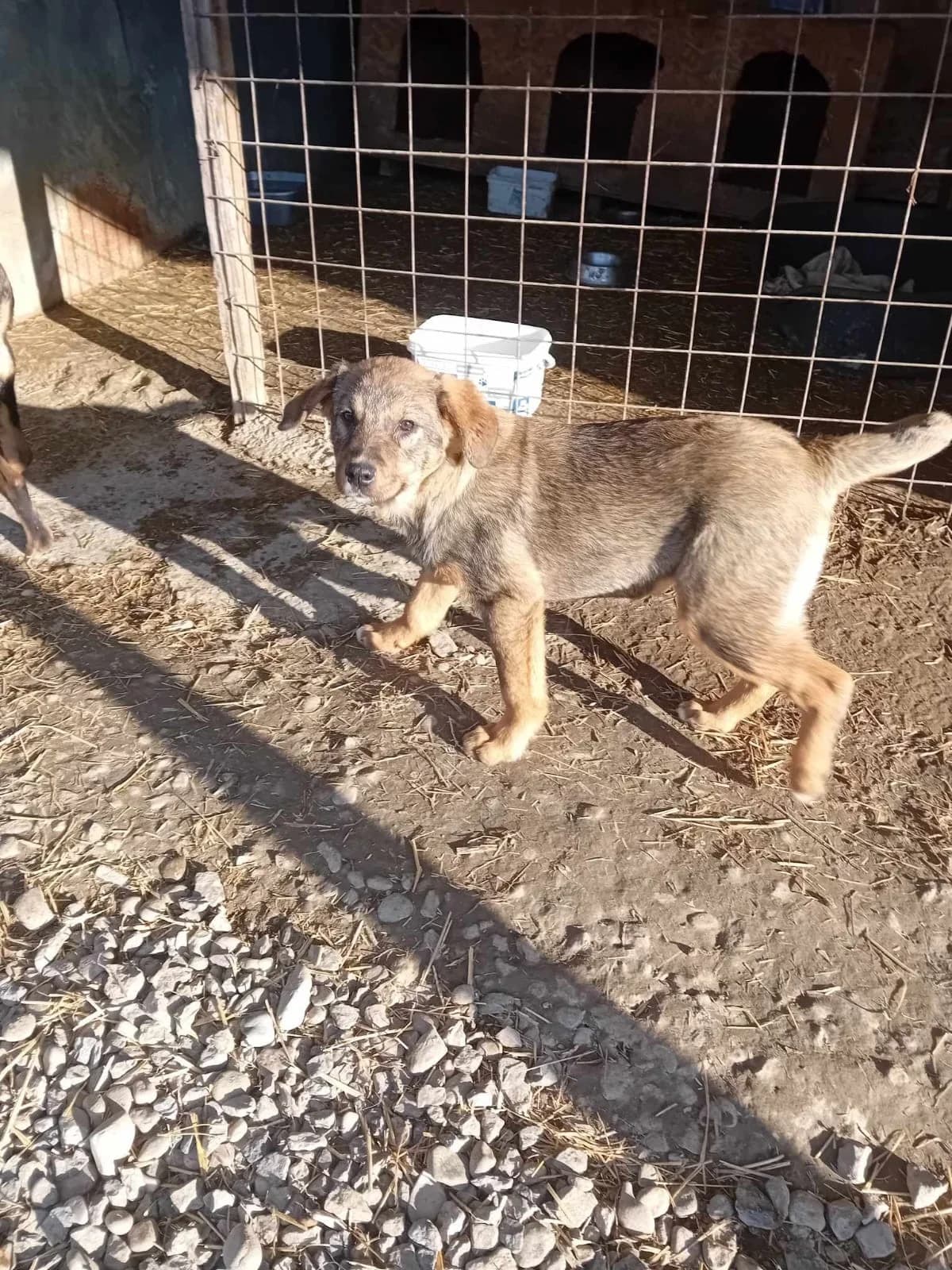 Wickie, male Mixed Breed for adoption at Tierheimhelden — photo 3 of 7