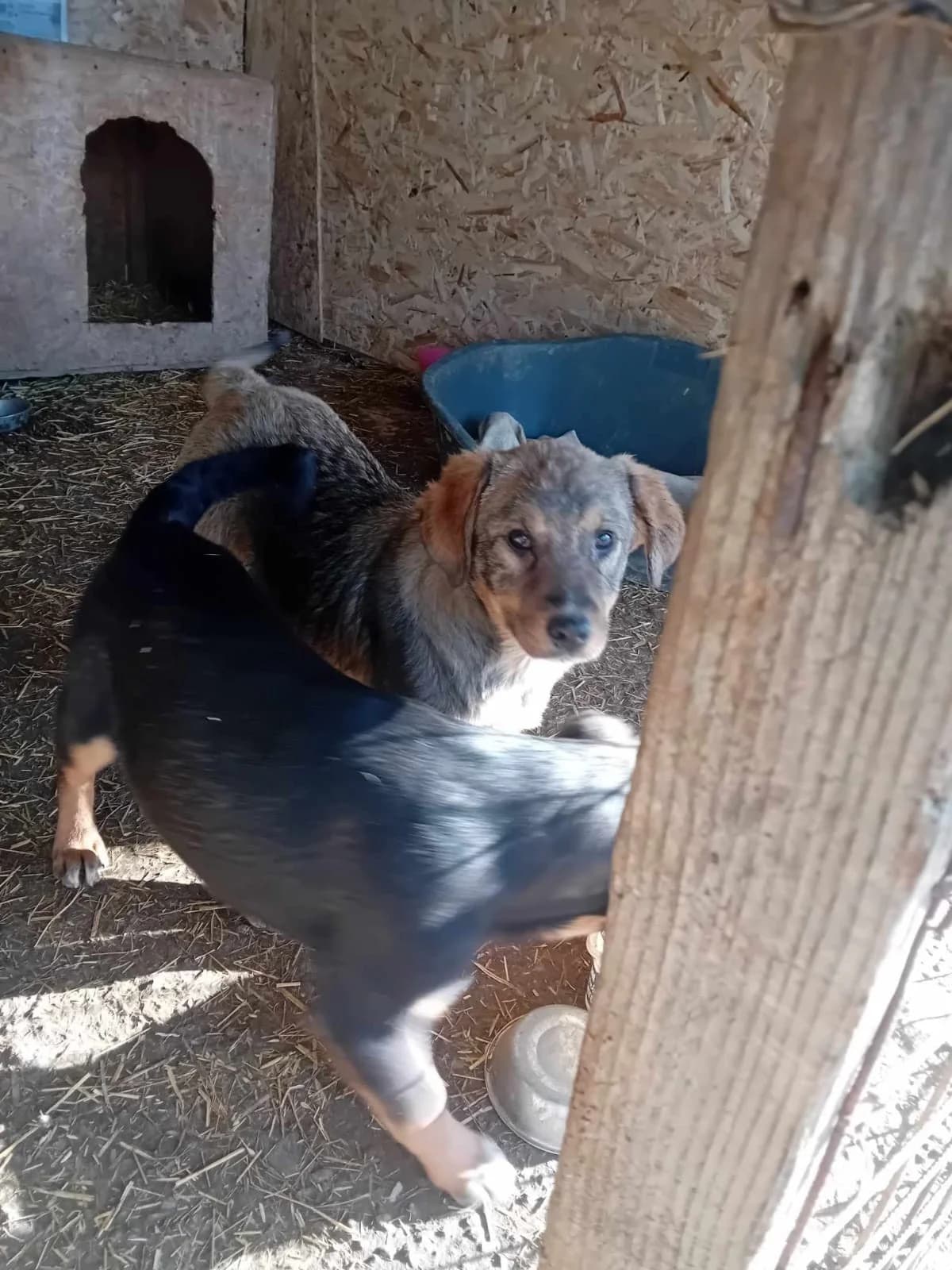Wickie, male Mixed Breed for adoption at Tierheimhelden — photo 4 of 7