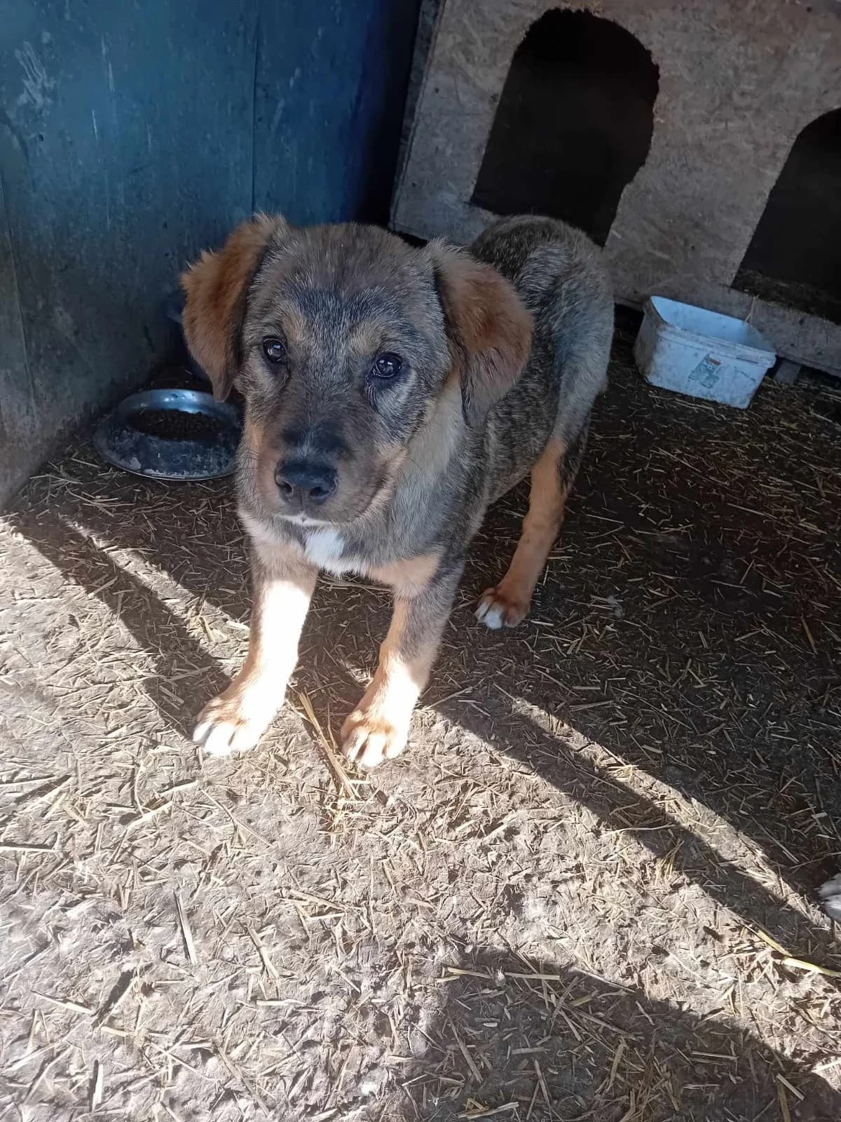 Wickie, male Mixed Breed for adoption at Tierheimhelden — photo 5 of 7