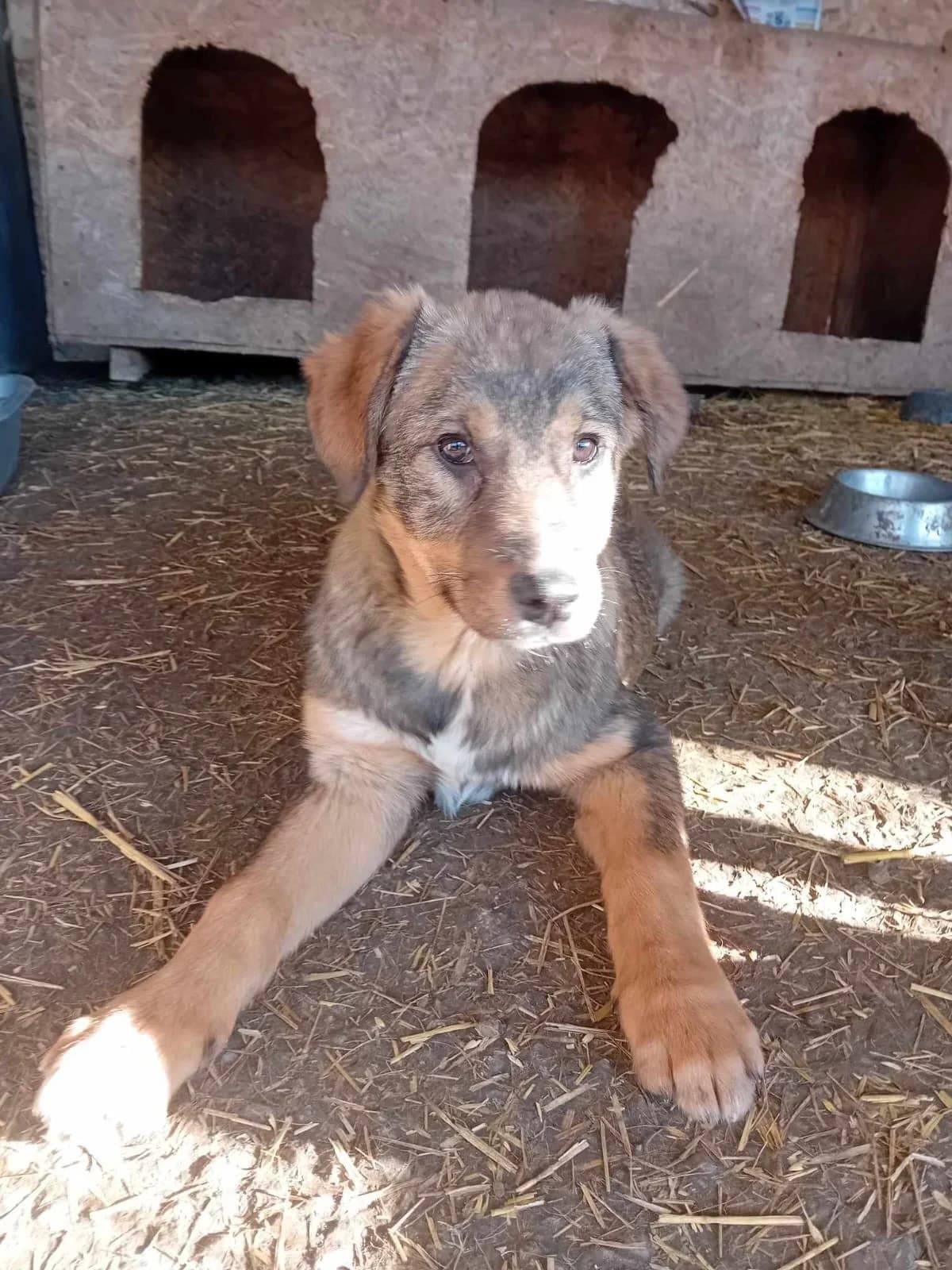 Wickie, male Mixed Breed for adoption at Tierheimhelden — photo 6 of 7