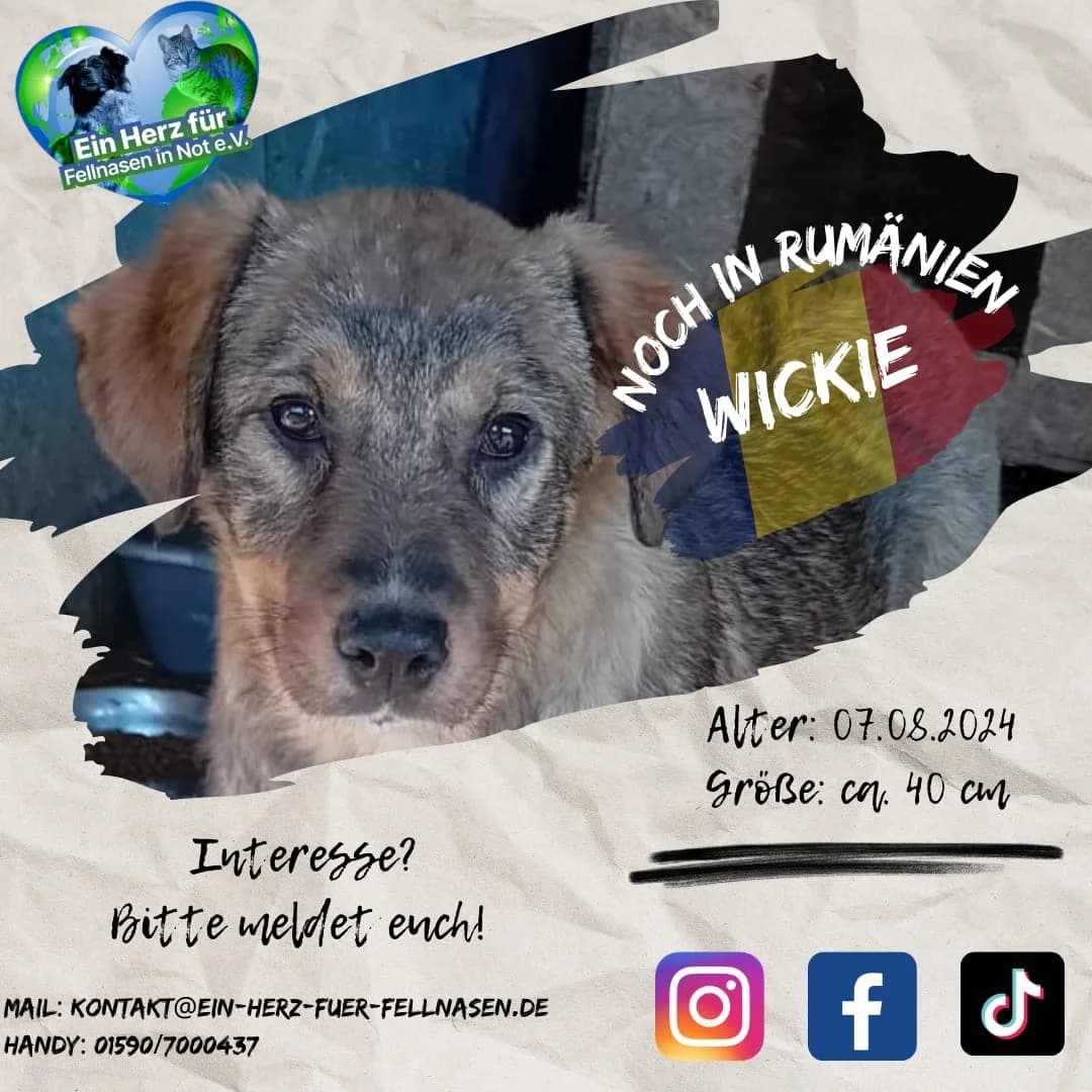Wickie, male Mixed Breed for adoption at Tierheimhelden — photo 7 of 7
