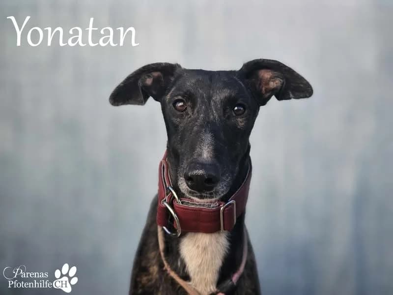Yonathan, male Galgo Español for adoption at Tierheimhelden