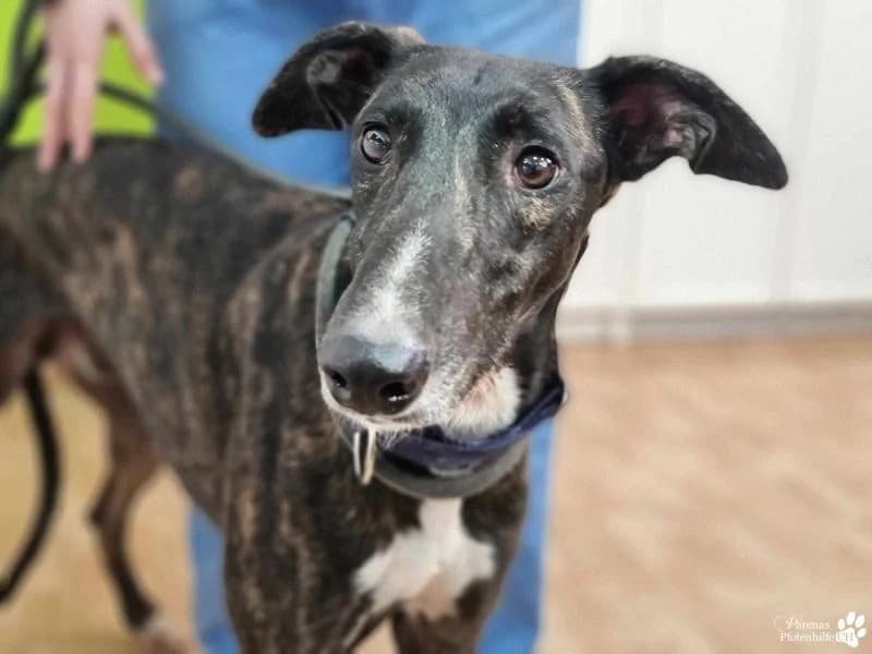 Yonathan, male Galgo Español for adoption at Tierheimhelden — photo 2 of 6