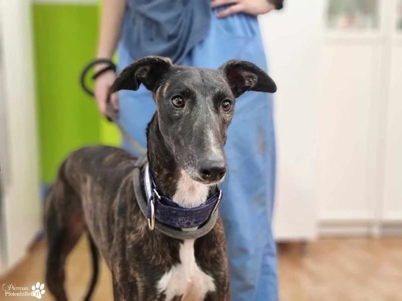 Yonathan, male Galgo Español for adoption at Tierheimhelden — photo 3 of 6