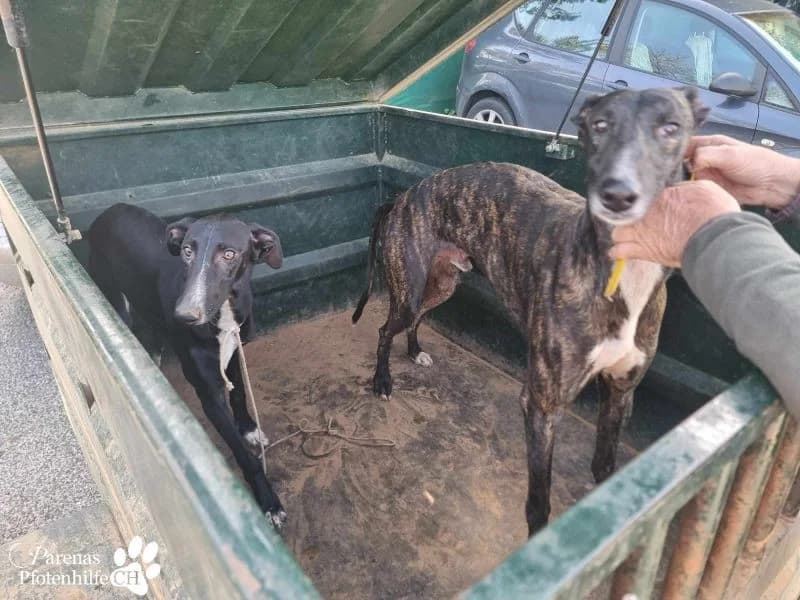 Yonathan, male Galgo Español for adoption at Tierheimhelden — photo 4 of 6