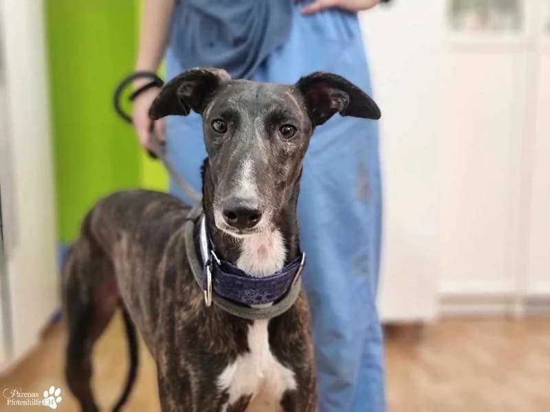 Yonathan, male Galgo Español for adoption at Tierheimhelden — photo 5 of 6