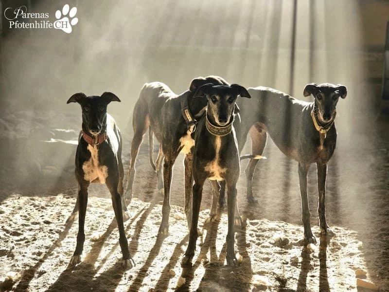Yonathan, male Galgo Español for adoption at Tierheimhelden — photo 6 of 6
