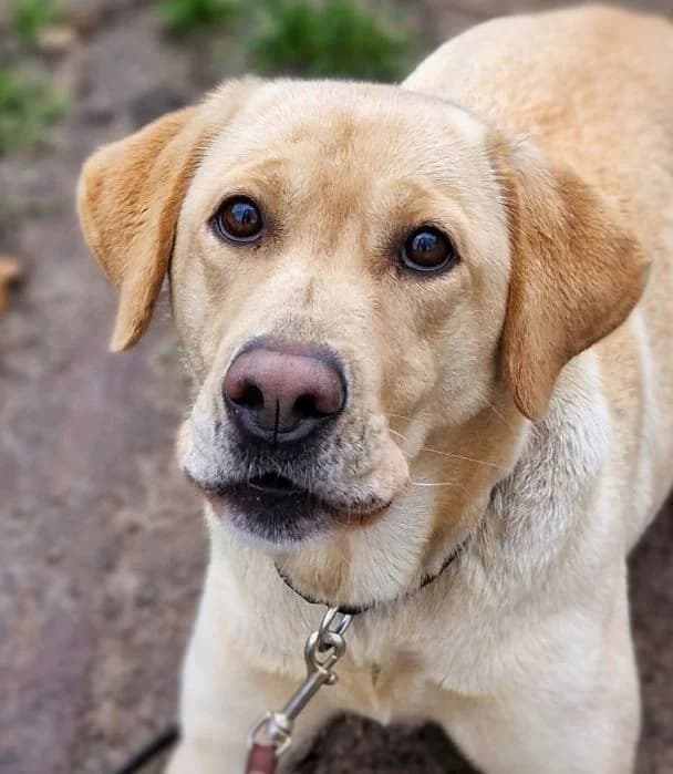 Cira, female Labrador Retriever for adoption at Tierheimhelden