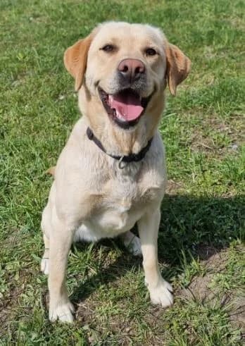 Cira, female Labrador Retriever for adoption at Tierheimhelden — photo 2 of 10