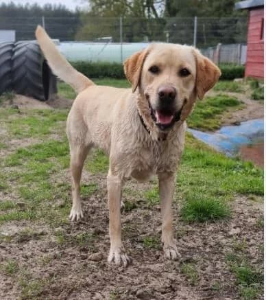 Cira, female Labrador Retriever for adoption at Tierheimhelden — photo 3 of 10