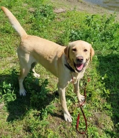 Cira, female Labrador Retriever for adoption at Tierheimhelden — photo 4 of 10