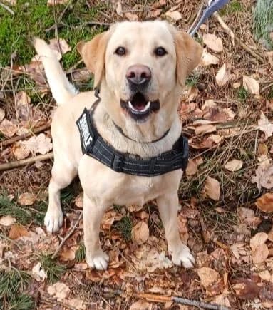 Cira, female Labrador Retriever for adoption at Tierheimhelden — photo 5 of 10
