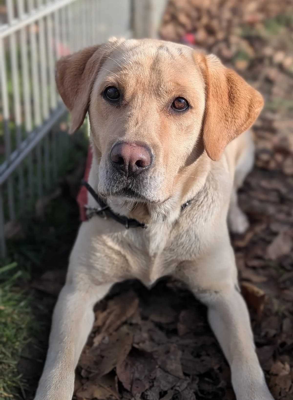Cira, female Labrador Retriever for adoption at Tierheimhelden — photo 6 of 10