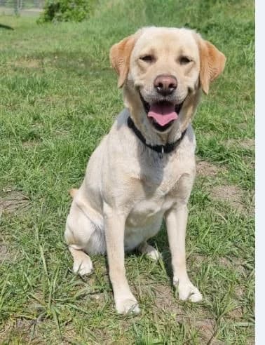 Cira, female Labrador Retriever for adoption at Tierheimhelden — photo 7 of 10
