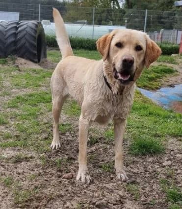 Cira, female Labrador Retriever for adoption at Tierheimhelden — photo 8 of 10
