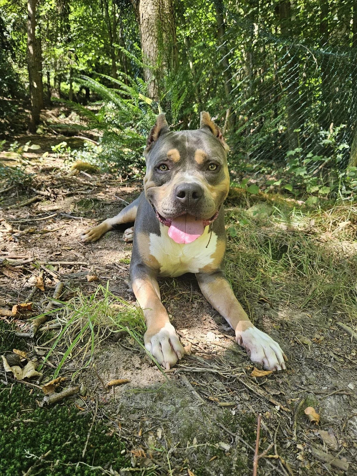 Divo, male Pit Bull Terrier for adoption at Tierheimhelden