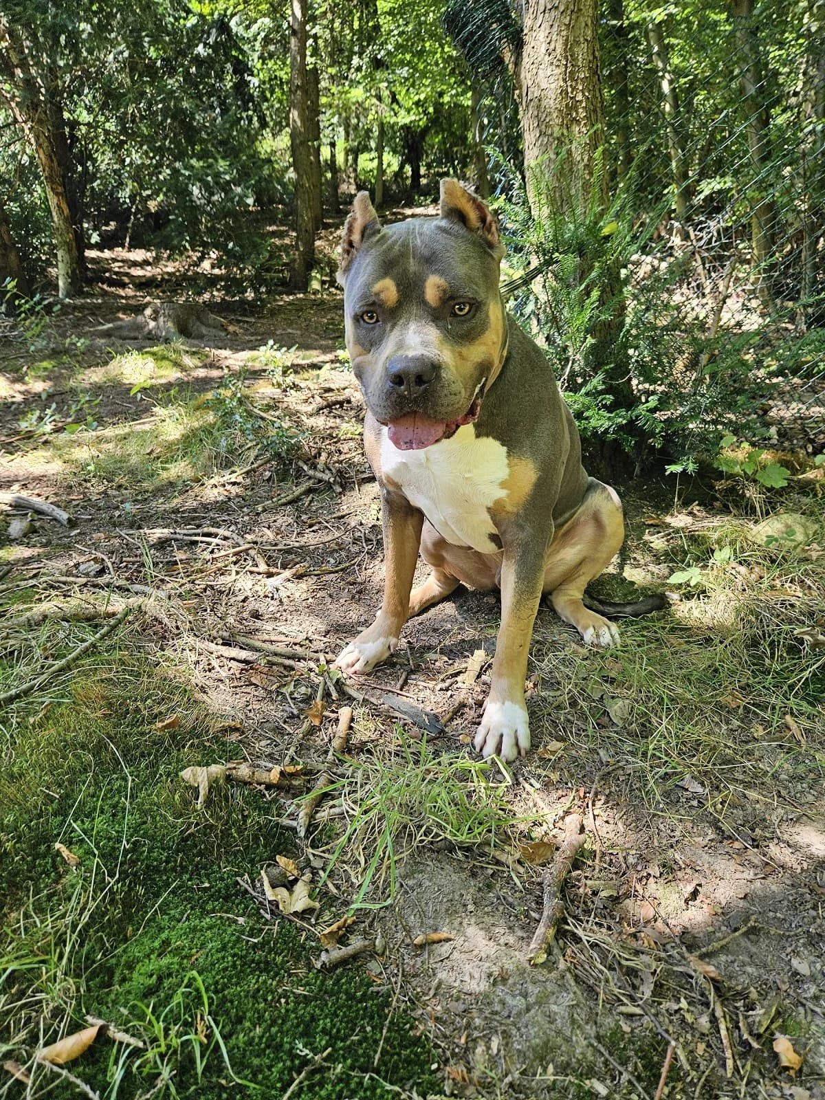 Divo, male Pit Bull Terrier for adoption at Tierheimhelden — photo 2 of 3