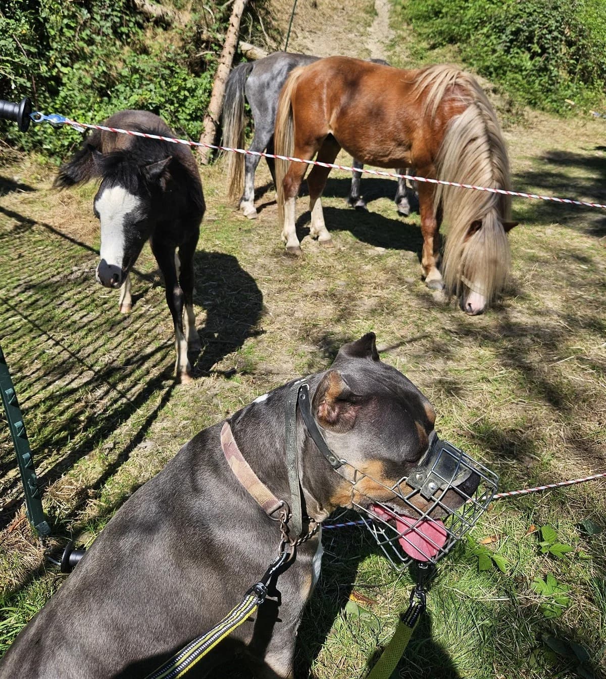 Divo, male Pit Bull Terrier for adoption at Tierheimhelden — photo 3 of 3