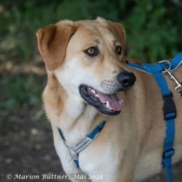 Chico, male Mixed Breed for adoption at Tierheimhelden