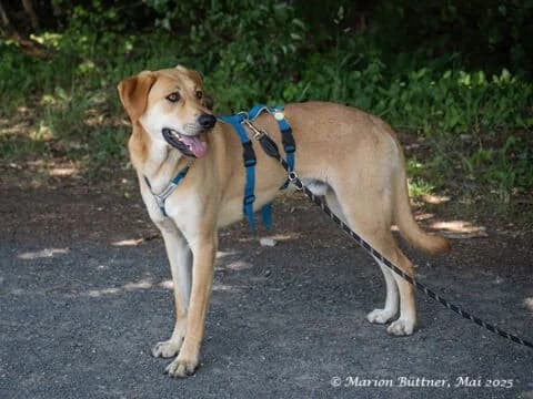 Chico, male Mixed Breed for adoption at Tierheimhelden — photo 2 of 5
