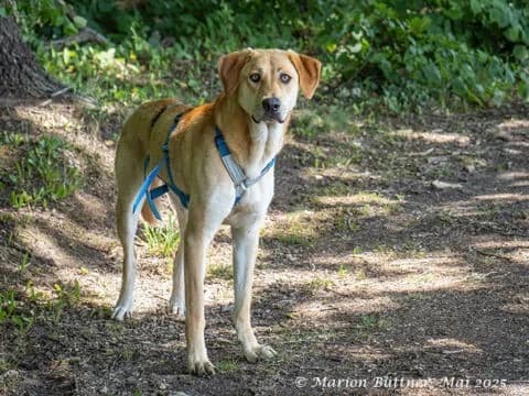 Chico, male Mixed Breed for adoption at Tierheimhelden — photo 3 of 5