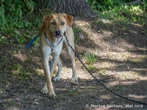 Chico, male Mixed Breed for adoption at Tierheimhelden — photo 4 of 5