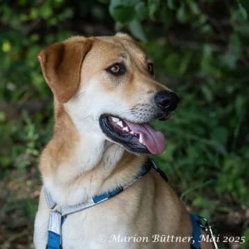 Chico, male Mixed Breed for adoption at Tierheimhelden — photo 5 of 5