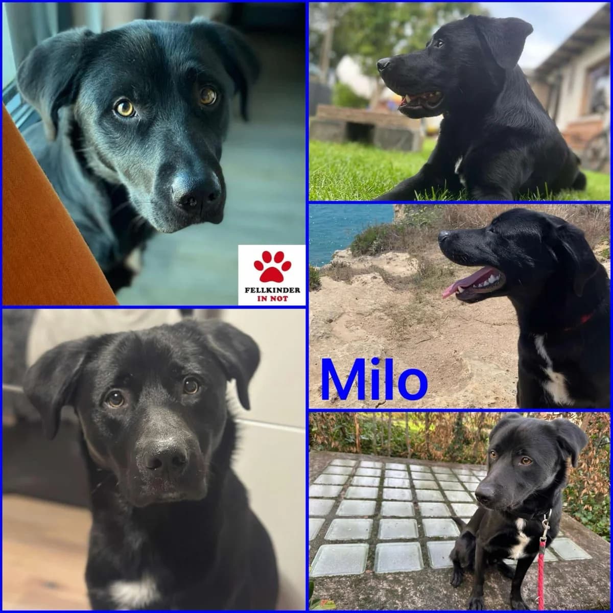 Milo, male Mixed Breed for adoption at Tierheimhelden